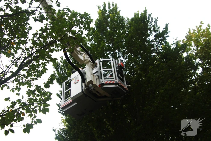 Kat Nala door brandweer uit boom gered
