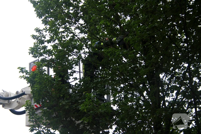 Kat Nala door brandweer uit boom gered