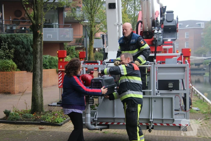 Kat Nala door brandweer uit boom gered