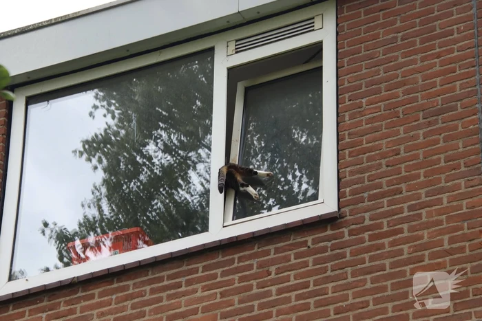 Kat bekneld tussen klapraam van woning