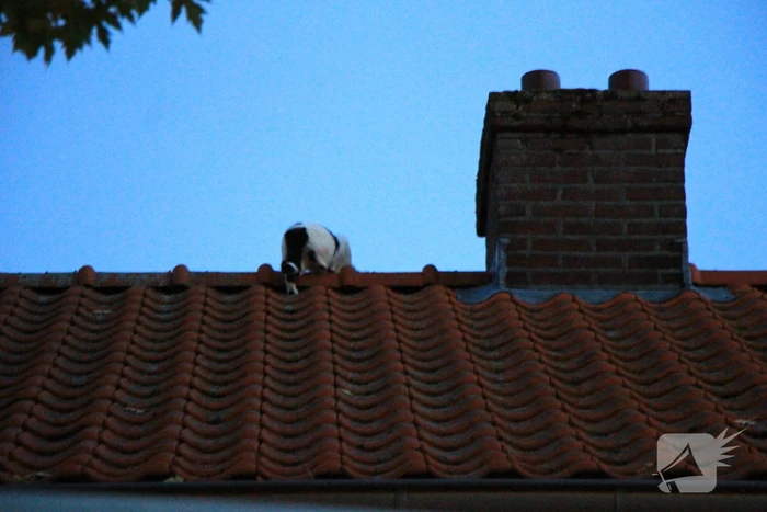 Brandweer ingezet voor kat op dak van woning