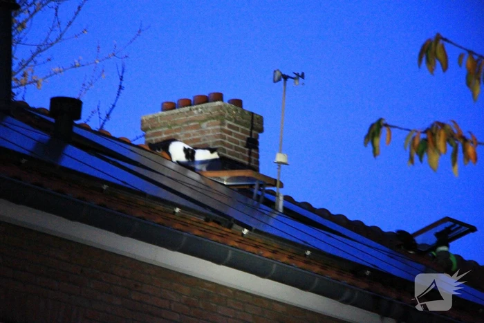 Brandweer ingezet voor kat op dak van woning