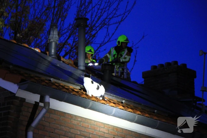 Brandweer ingezet voor kat op dak van woning