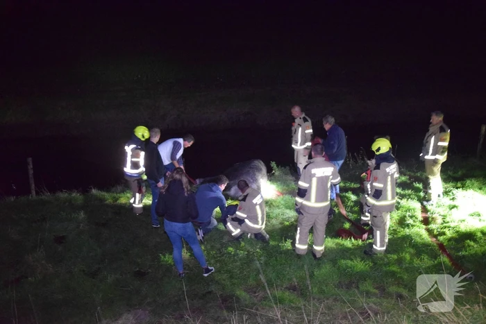 Brandweer redt paard uit een sloot