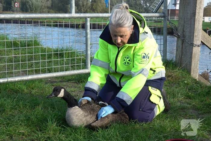 Reddingsactie voor gans in de problemen
