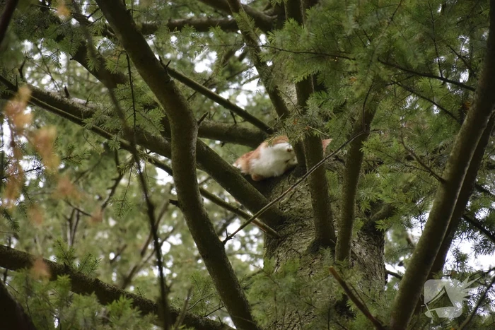 Eigenwijze kat Sam klimt opnieuw de boom in