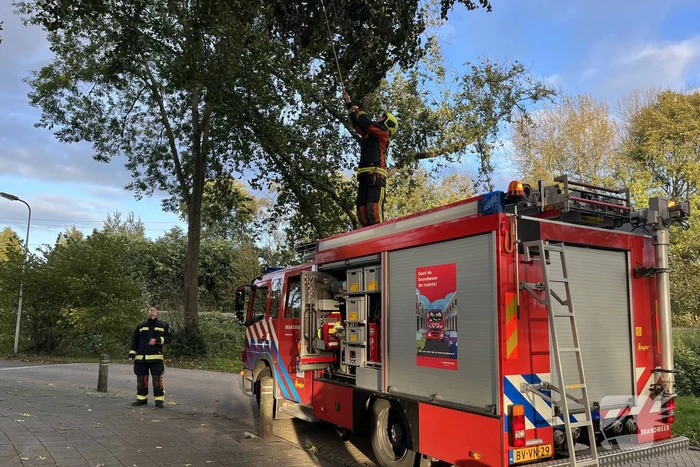 natuur groenezoom waddinxveen