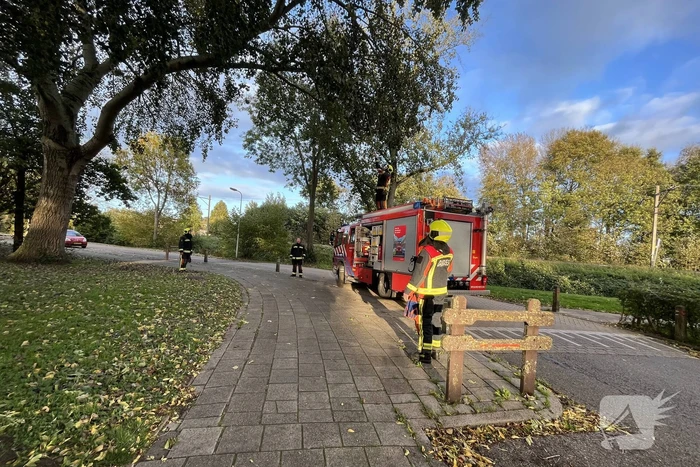 Gevaarlijk hangende tak verwijderd door brandweer