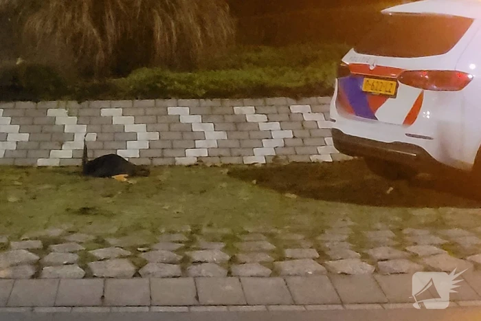 Bestuurder botst op rotonde na klapband