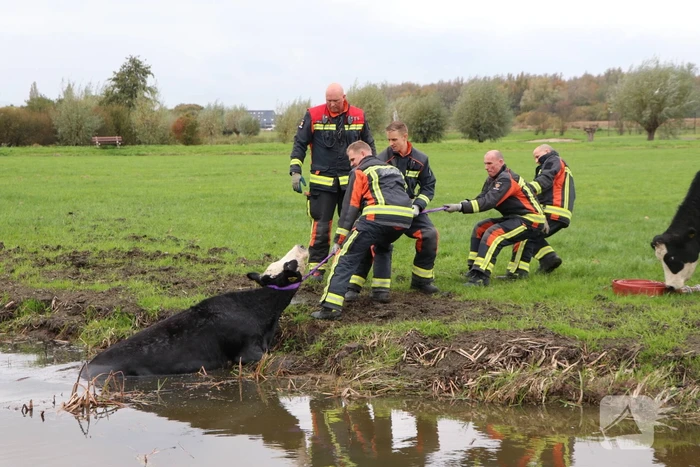 Brandweer haalt koe uit de sloot