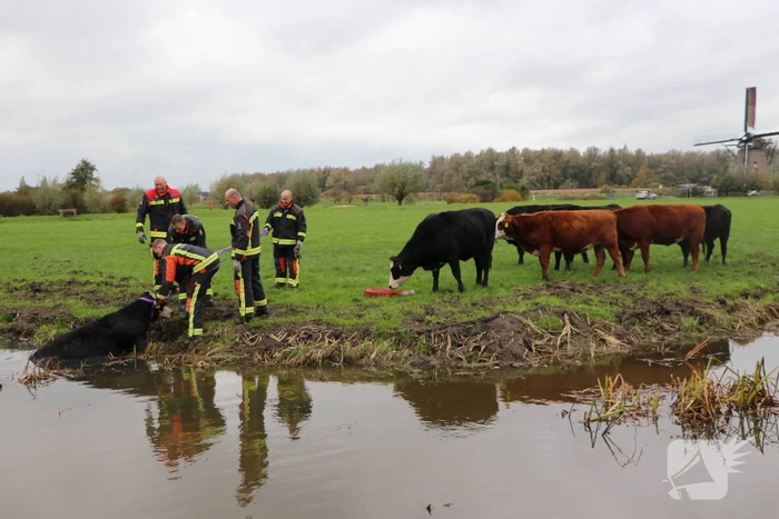 Brandweer haalt koe uit de sloot