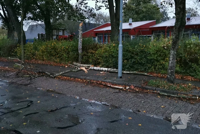 Stormschade zorgt voor takken op rijbaan