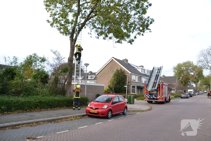 Gevaarlijk hangende tak verwijderd