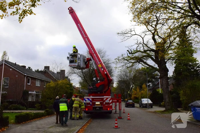 Vastzittende kauw uit schoorsteen gehaald