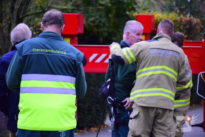 Vastzittende kauw uit schoorsteen gehaald