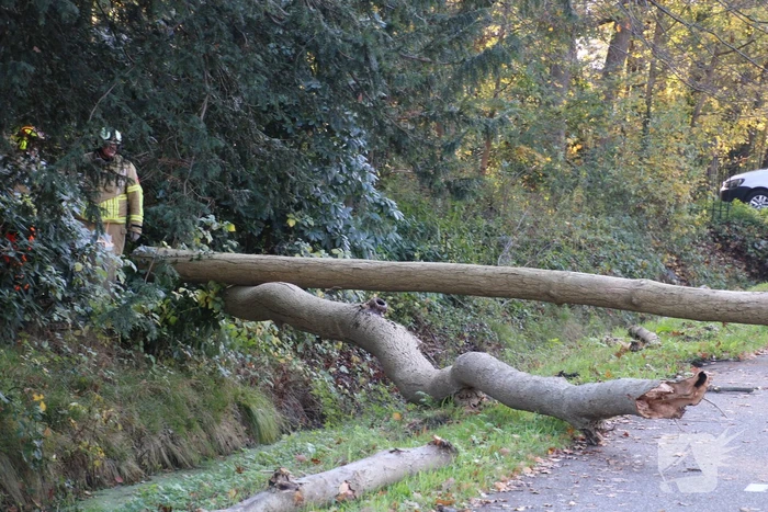 Voertuig beschadigd door omgevallen boom