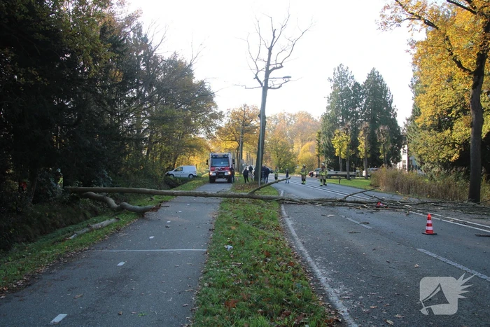 Voertuig beschadigd door omgevallen boom