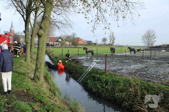 Paard uit sloot gered door brandweer