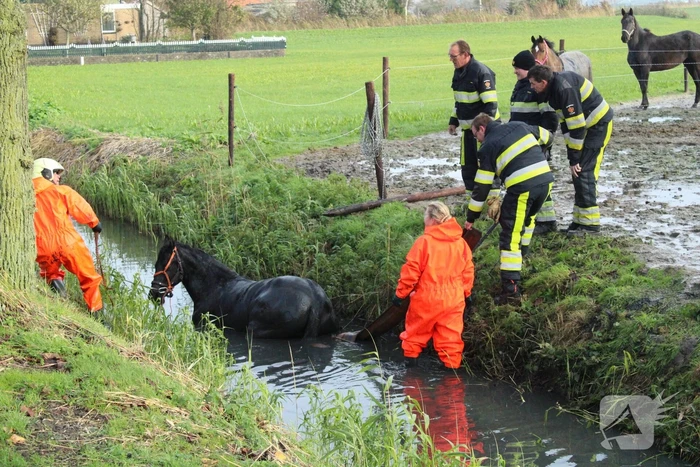 Paard uit sloot gered door brandweer