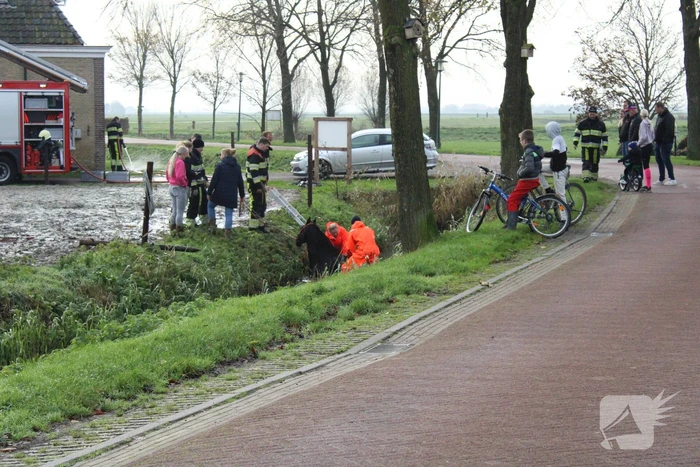 Paard uit sloot gered door brandweer