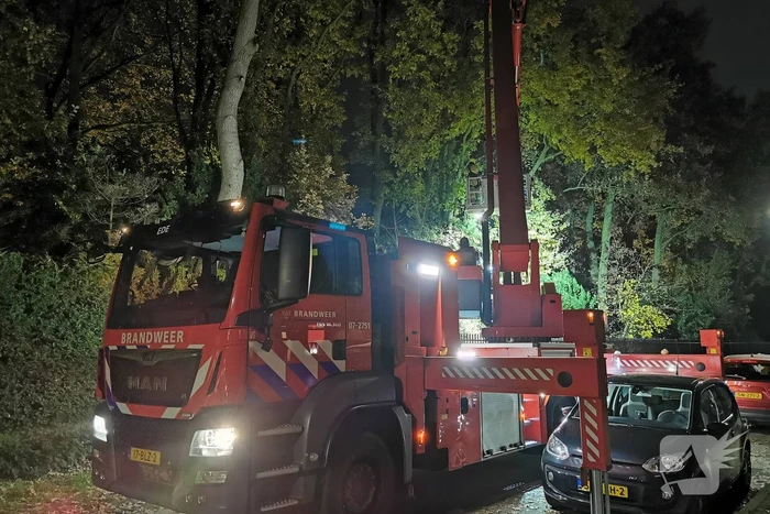 Brandweer haalt kat uit hoge boom
