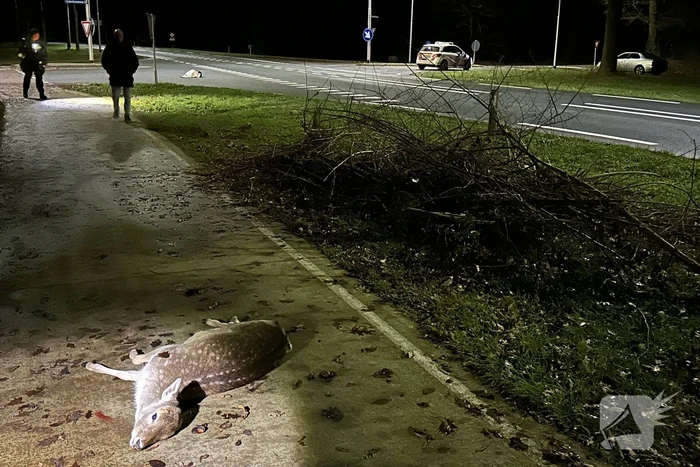 Twee hertjes overleden na aanrijding