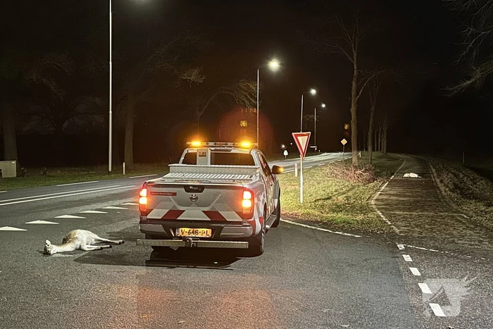 Twee hertjes overleden na aanrijding