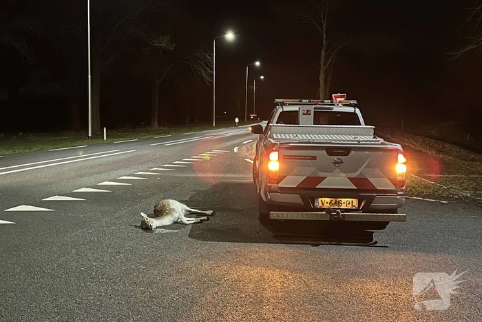Twee hertjes overleden na aanrijding