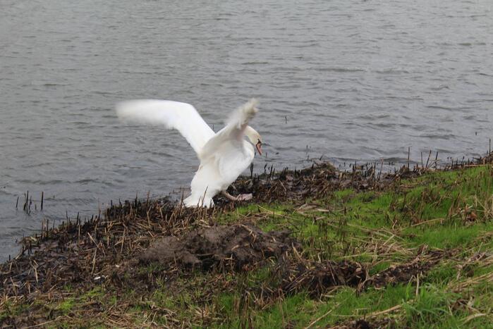 Sophialaan Nieuws Hendrik-Ido-Ambacht 