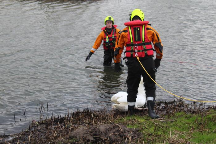 Zwaan met poot vast aan visdraad
