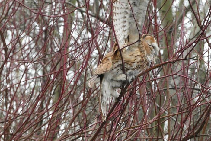 Brandweer redt uil uit boom