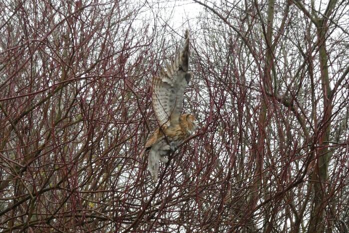 Brandweer redt uil uit boom