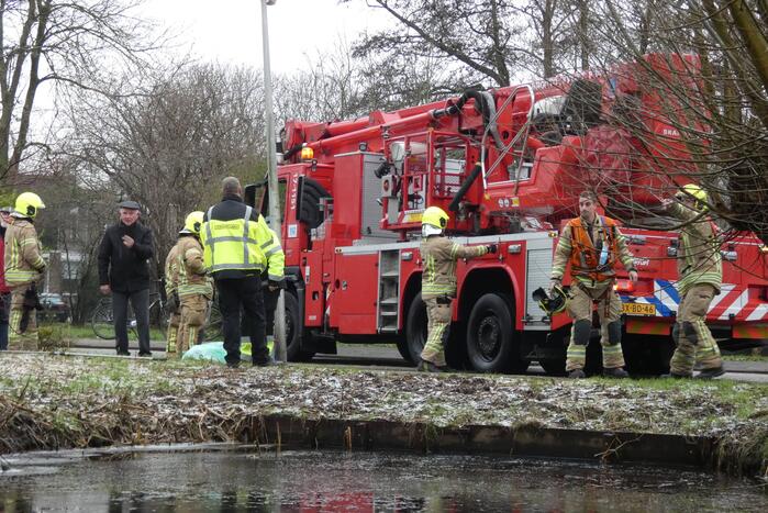Brandweer redt uil uit boom