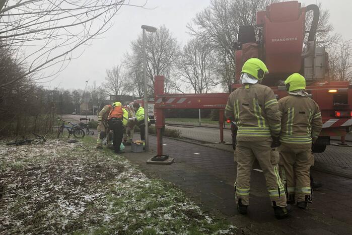 Brandweer redt uil uit boom
