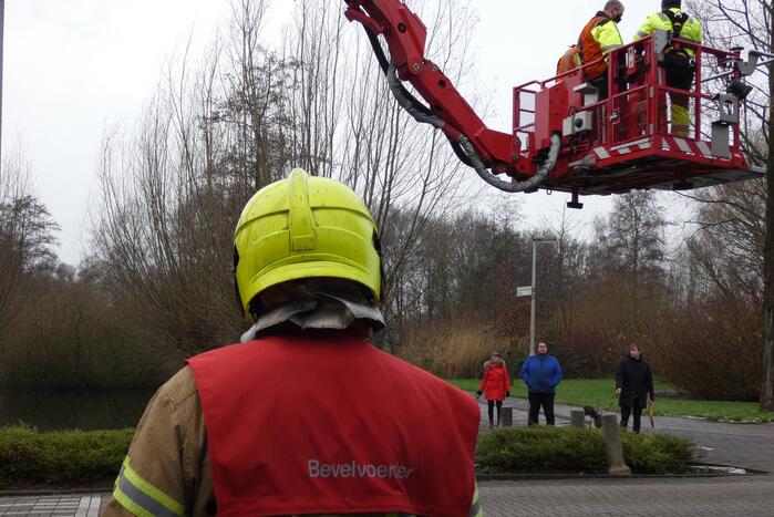 Brandweer redt uil uit boom