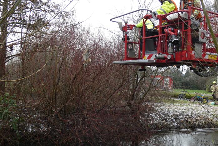 Brandweer redt uil uit boom