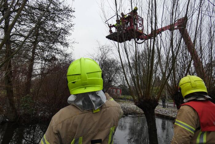 Brandweer redt uil uit boom