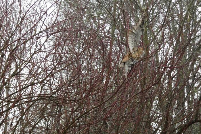 Brandweer redt uil uit boom