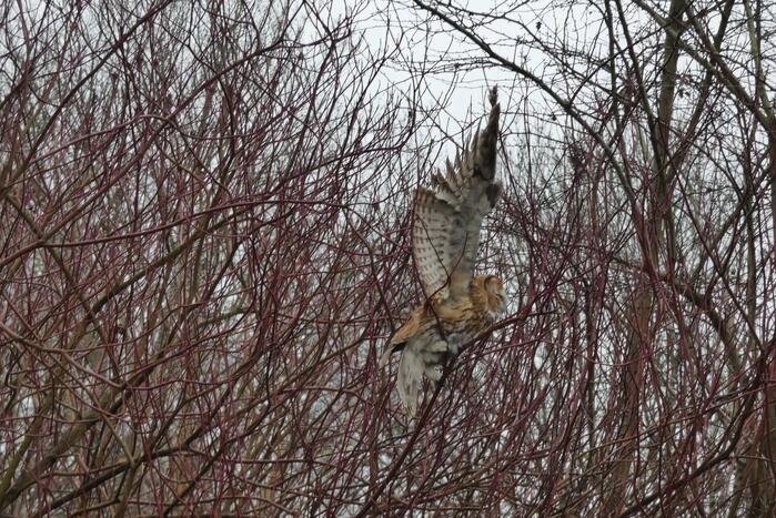Brandweer redt uil uit boom