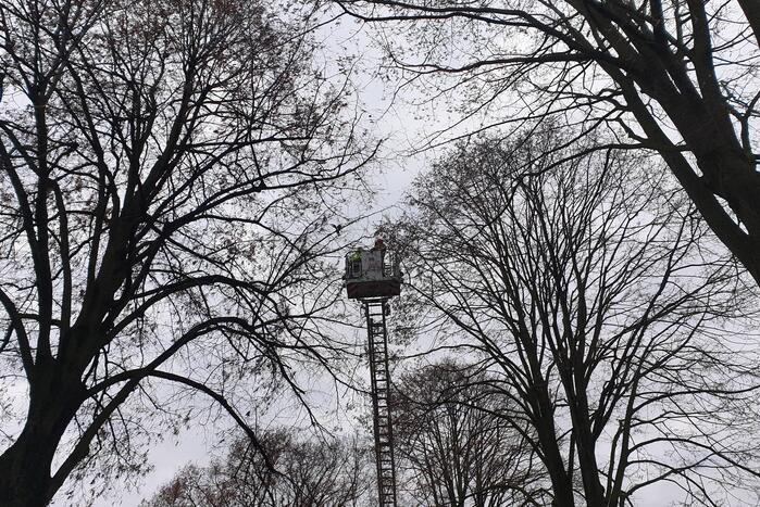 Brandweer haalt vast zittende vogel uit boom