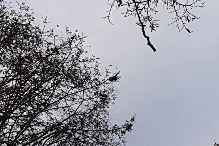 Brandweer haalt vast zittende vogel uit boom