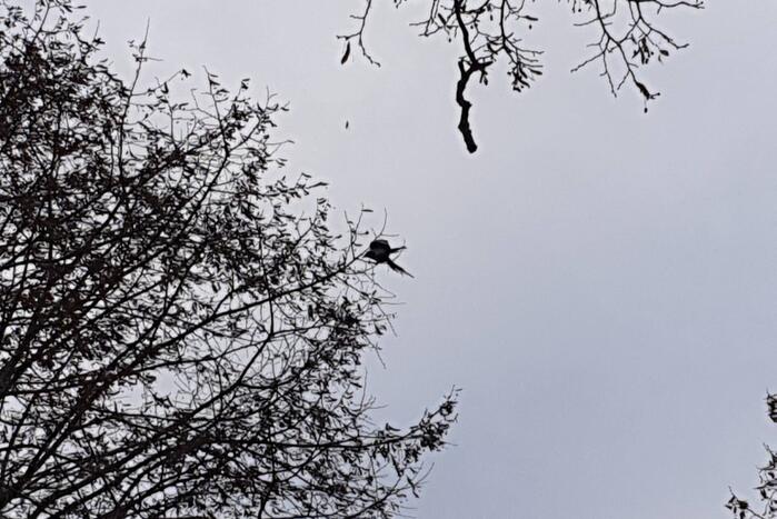 Brandweer haalt vast zittende vogel uit boom