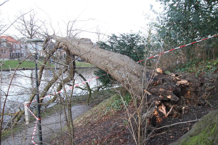 Stuk park afgezet nadat grote boom omwaait