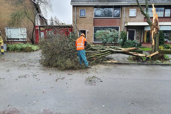 Takken boom afgebroken door harde wind