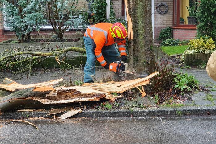 Takken boom afgebroken door harde wind