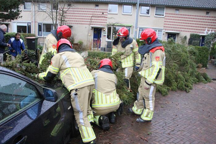 Flinke dennenboom valt op motorkap van auto