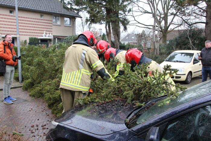 Flinke dennenboom valt op motorkap van auto