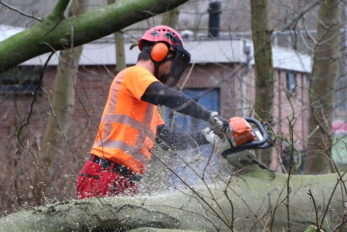 Omgevallen boom verspert fietspad Leidse Hout