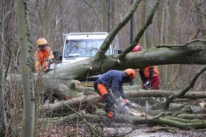 Omgevallen boom verspert fietspad Leidse Hout