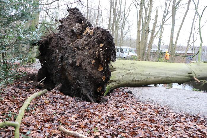 Omgevallen boom verspert fietspad Leidse Hout
